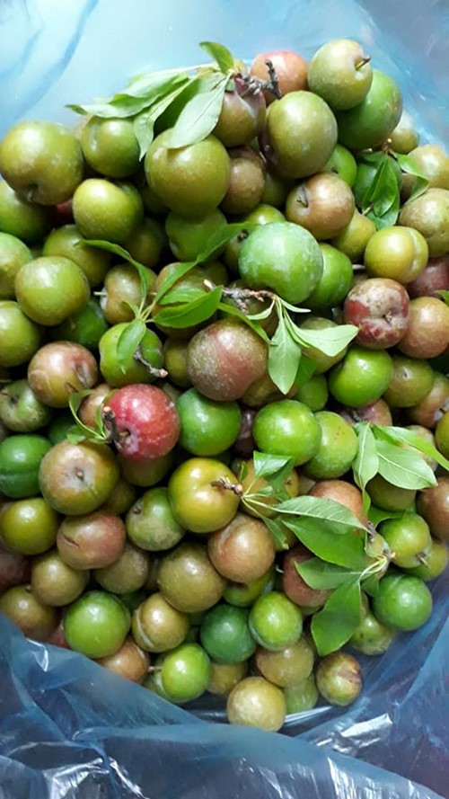 Mận đầu m&ugrave;a gi&aacute; ch&aacute;t 150.000 đồng/kg - Ảnh 6.