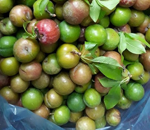 Mận đầu mùa giá "chát" 150.000 đồng/kg