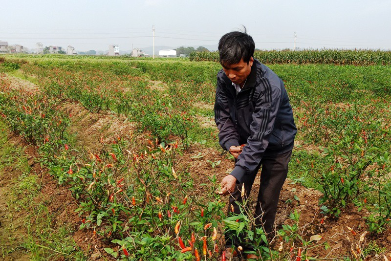 4 sào ớt nghi bị kẻ gian phun thuốc diệt cỏ “đầu độc” - Ảnh 2.
