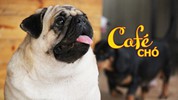 Cà phê cún cưng, một thế giới đầy thú vị ở Sài Gòn