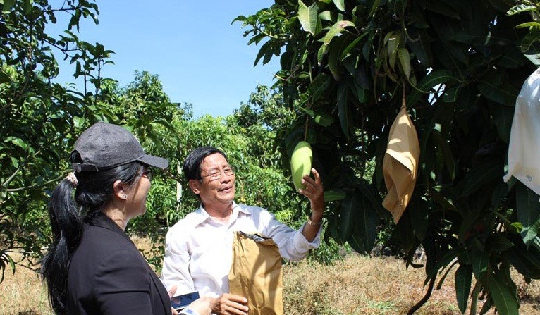 Ngắm vườn xoài ba màu thu bạc tỷ ở miền Tây - Ảnh 11.