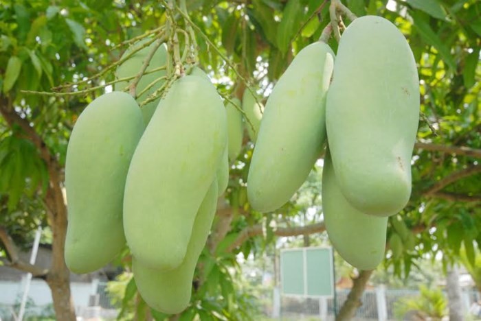 Ngắm vườn xoài ba màu thu bạc tỷ ở miền Tây - Ảnh 3.