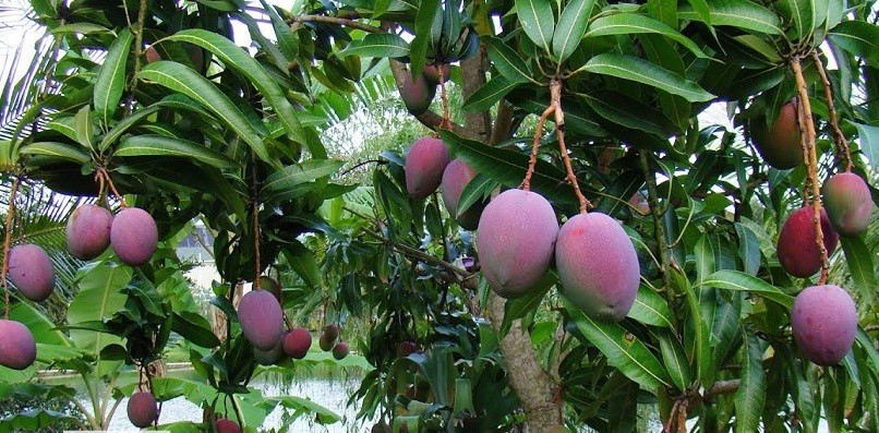 Ngắm vườn xoài ba màu thu bạc tỷ ở miền Tây - Ảnh 4.
