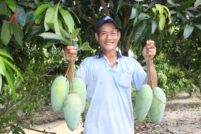 Ngắm vườn xoài ba màu thu bạc tỷ ở miền Tây - Ảnh 6.