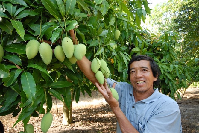 Ngắm vườn xoài ba màu thu bạc tỷ ở miền Tây - Ảnh 8.