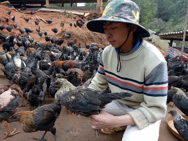 Bí quyết làm giàu nhờ nuôi con ô tía bằng rau rừng