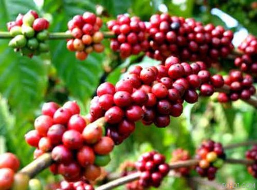 10 m&oacute;n ngon l&agrave;m qu&agrave; biếu độc đ&aacute;o ở Đắk N&ocirc;ng - Ảnh 1.