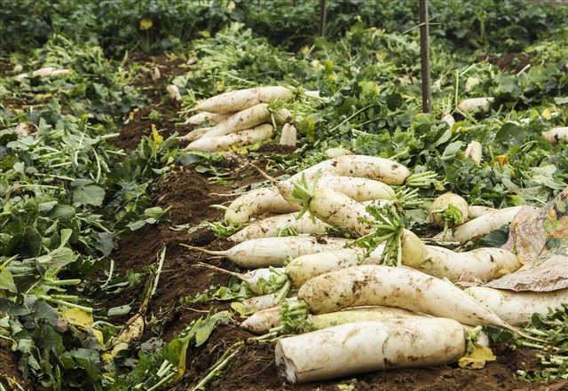 Cả cánh đồng ngập trắng củ cải bị vứt bỏ vì không ai mua - Ảnh 11.