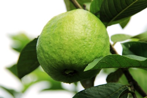 10 m&oacute;n ngon l&agrave;m qu&agrave; biếu độc đ&aacute;o ở Đắk N&ocirc;ng - Ảnh 5.
