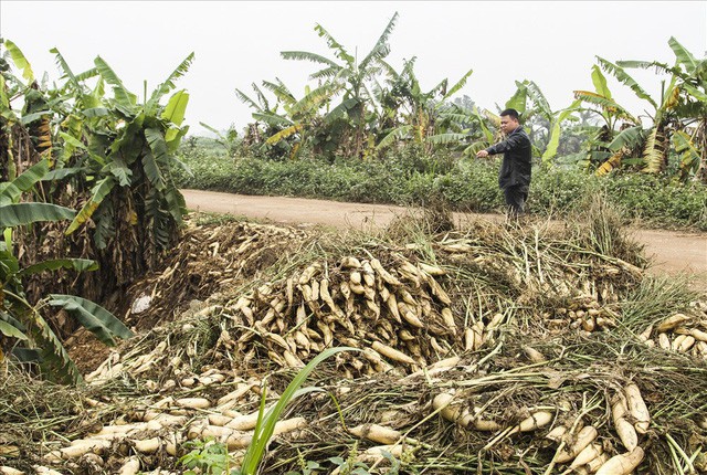 Cả cánh đồng ngập trắng củ cải bị vứt bỏ vì không ai mua - Ảnh 5.
