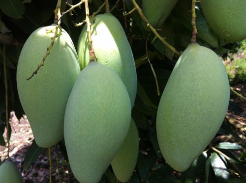 10 m&oacute;n ngon l&agrave;m qu&agrave; biếu độc đ&aacute;o ở Đắk N&ocirc;ng - Ảnh 6.