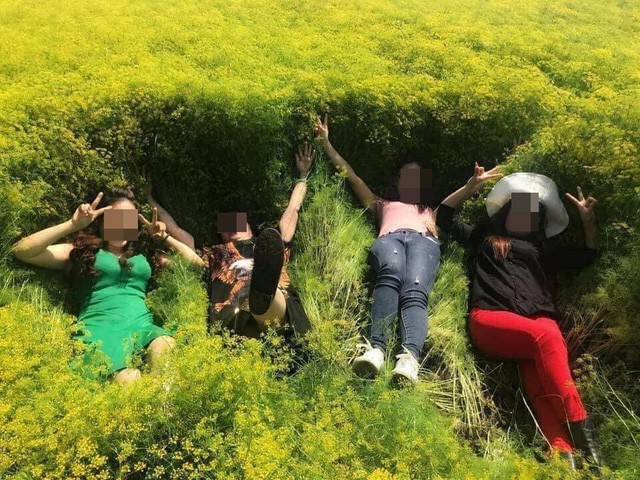 Cánh đồng hoa thì là đóng cửa chỉ sau 4 ngày vì bị khách giẫm tả tơi