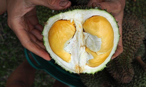 Sầu riêng không mùi đang gây sốt có gì đặc biệt? - Ảnh 1.