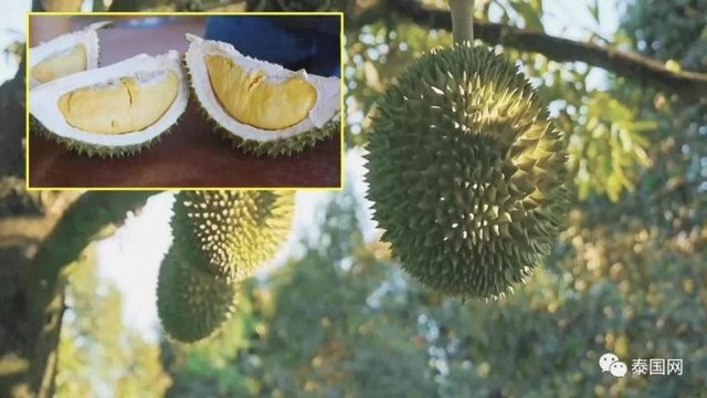 Sầu riêng không mùi đang gây sốt có gì đặc biệt? - Ảnh 2.