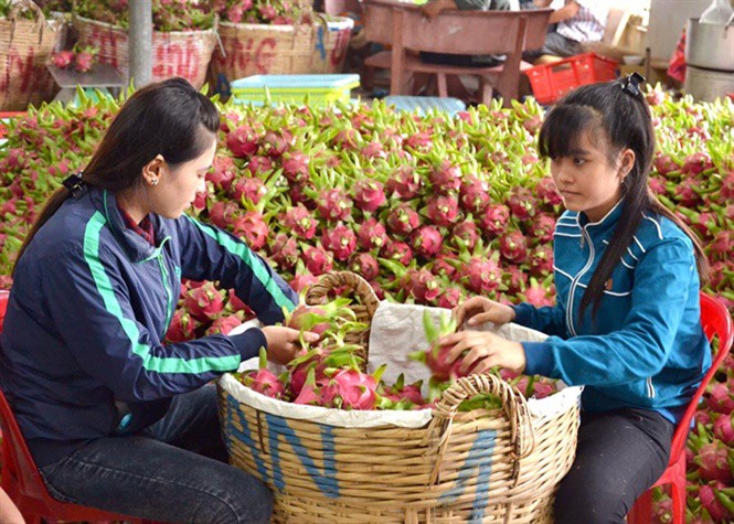 Thương l&aacute;i Trung Quốc l&ugrave;ng mua đặc sản Việt: Cảnh b&aacute;o bỏ bom - Ảnh 2.