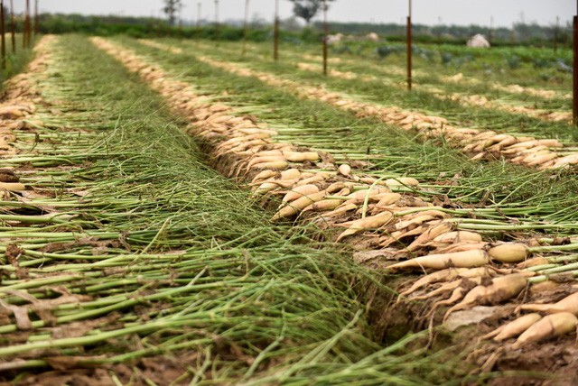Nông dân Hà Nội ngậm ngùi vứt bỏ hàng trăm tấn củ cải trắng