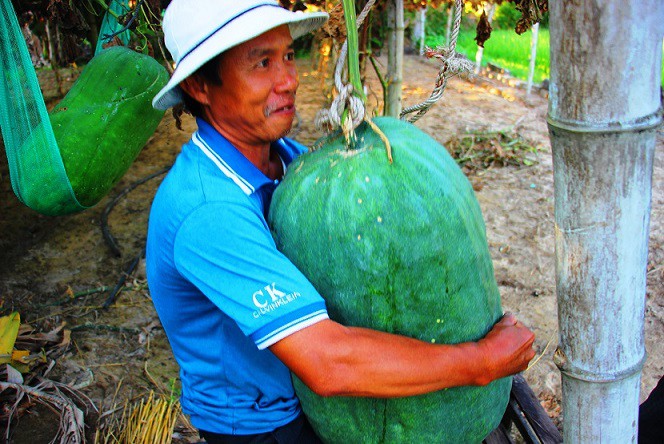 Kỳ lạ: V&ugrave;ng đất cứ trồng b&iacute; đao l&agrave; c&oacute; quả to 50kg, 100kg - Ảnh 2.