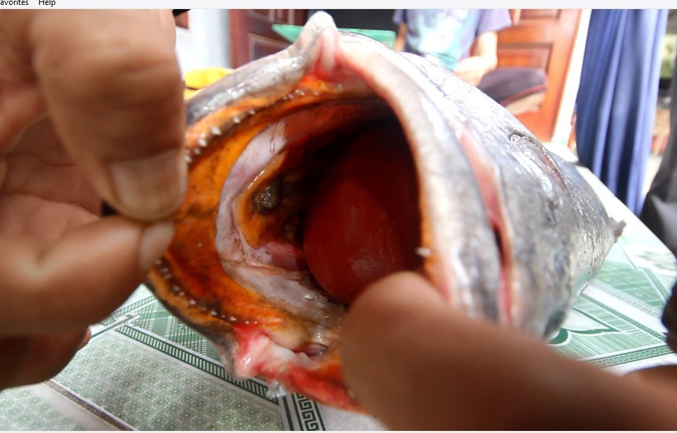 Câu được cá 10,5 kg, nghi sủ vàng quý hiếm