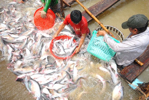 Người nu&ocirc;i l&atilde;i to, c&aacute; tra giống lại thiếu - Ảnh 1.