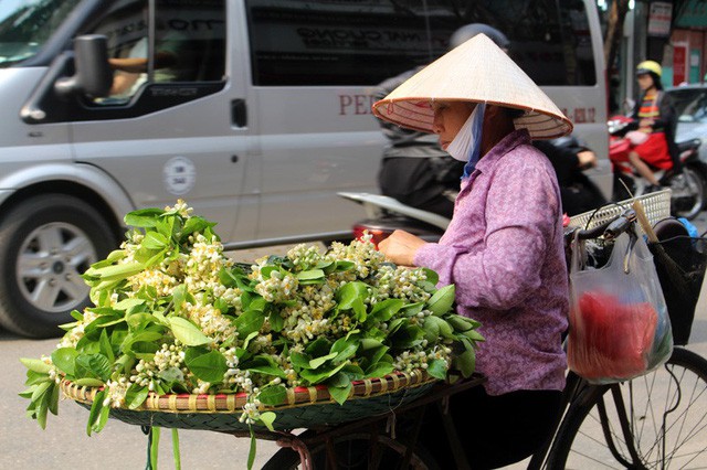  Truy t&igrave;m nguồn gốc hoa bưởi b&aacute;n đầy phố H&agrave; th&agrave;nh - Ảnh 2.