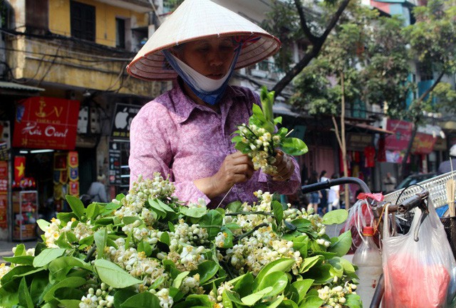  Truy t&igrave;m nguồn gốc hoa bưởi b&aacute;n đầy phố H&agrave; th&agrave;nh - Ảnh 3.