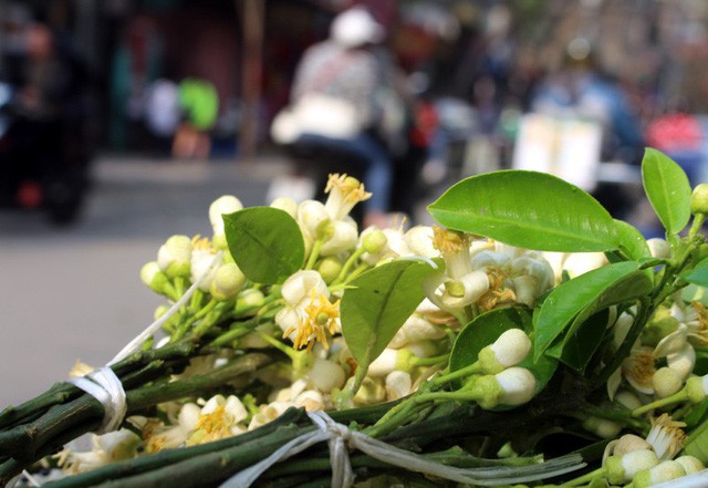  Truy t&igrave;m nguồn gốc hoa bưởi b&aacute;n đầy phố H&agrave; th&agrave;nh - Ảnh 4.