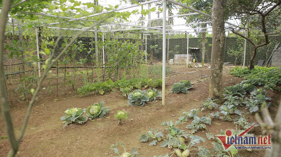 Nh&agrave; vườn rộng 1000m2 ai cũng m&ecirc; của NSND Thanh Hoa - Ảnh 4.