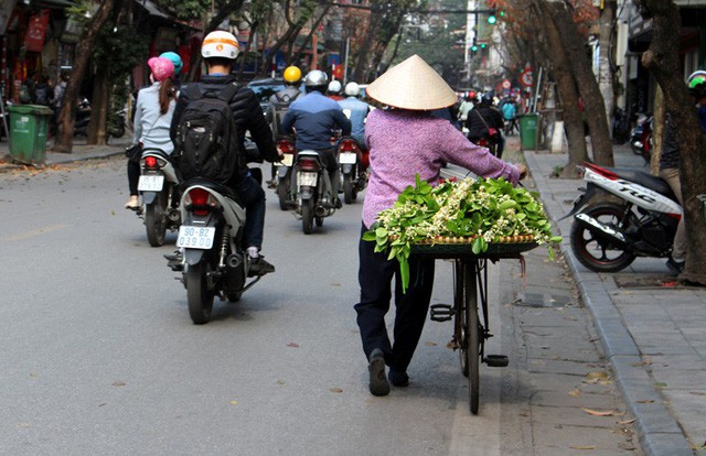  Truy t&igrave;m nguồn gốc hoa bưởi b&aacute;n đầy phố H&agrave; th&agrave;nh - Ảnh 8.
