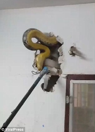 Tá hỏa phát hiện trăn khổng lồ trốn trong tường nhà - Ảnh 2.