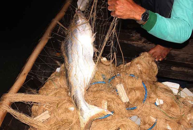 Cao điểm săn cá bông lau ở miền Tây - Ảnh 4.