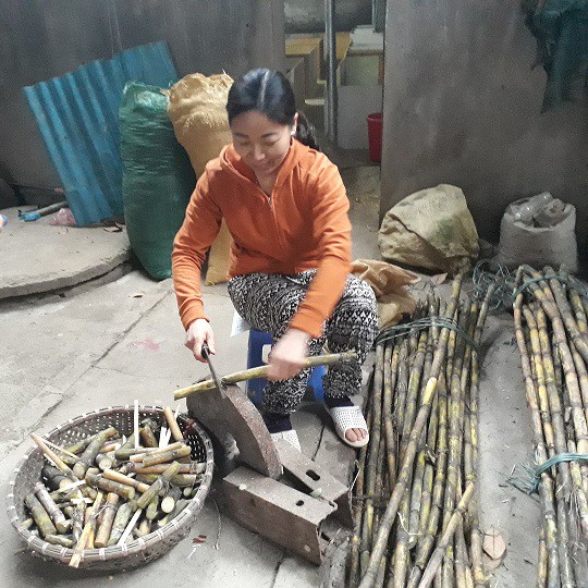 Chỉ ăn tre, nứa, mía mà 500 con này đẻ 1/2 tỷ mỗi năm - Ảnh 3.