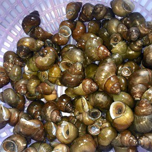 Nhớ lắm con ốc đồng qu&ecirc; t&ocirc;i - Ảnh 3.