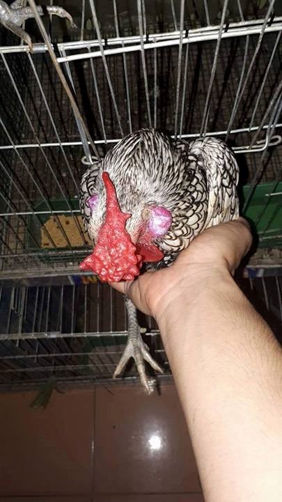Chủ nuôi tiết lộ sự thật về gà vảy cá “mỹ kê” giá 5 triệu đ/con - Ảnh 5.