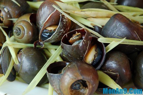 Nhớ lắm con ốc đồng quê tôi