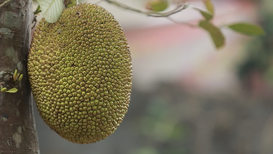 Nhút Thanh Chương, món ăn quê hương ai đi xa cũng nhớ - Ảnh 1.