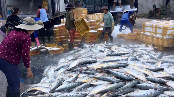 Một tàu cá ở Quảng Ngãi gặp đàn cá khủng khi vừa ra cửa biển