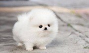Giới trẻ Sài Gòn chi chục triệu mua chó Teacup