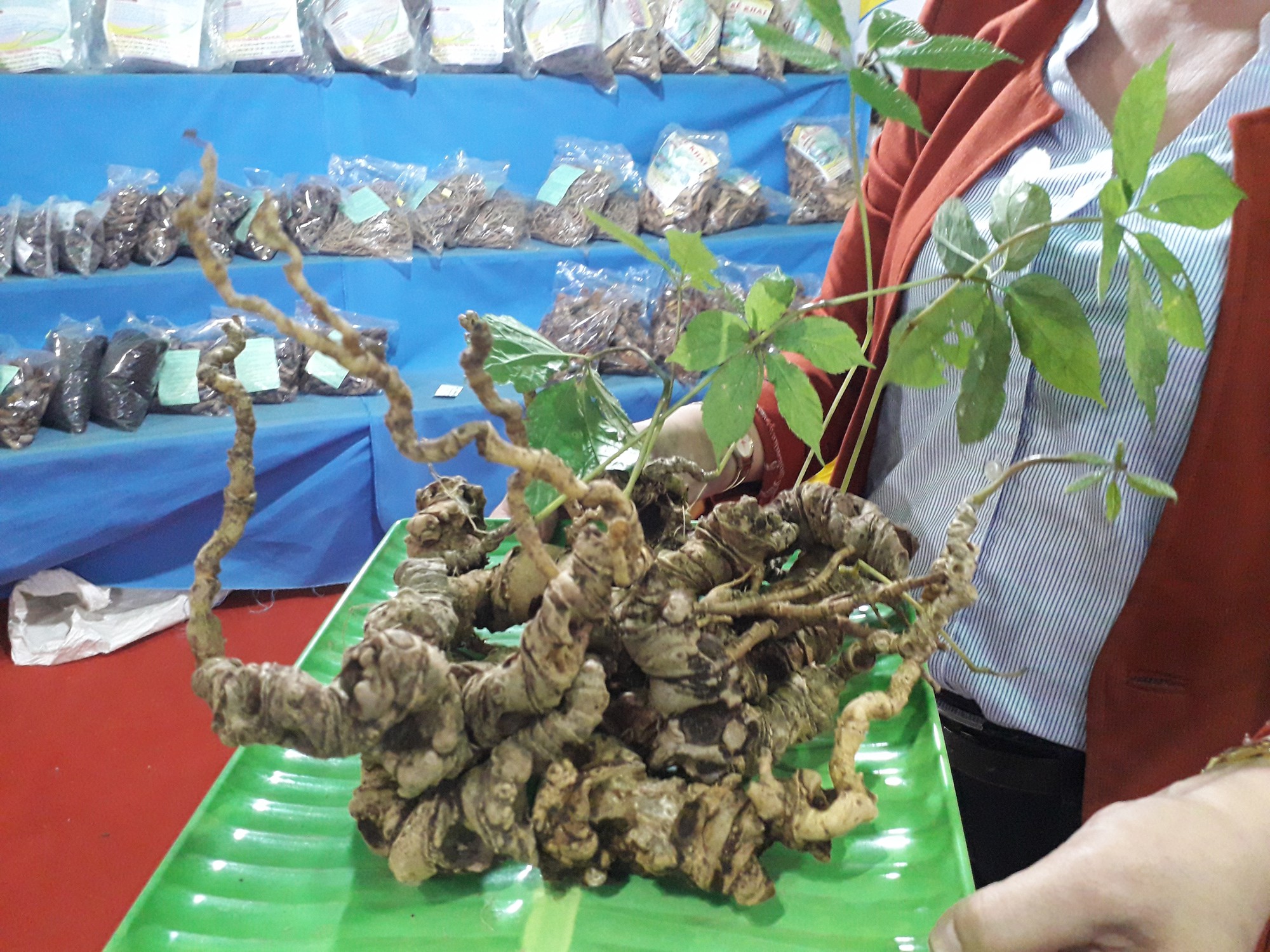2 củ s&acirc;m Ngọc Linh được rao gi&aacute; hơn 1 tỉ đồng - Ảnh 1.