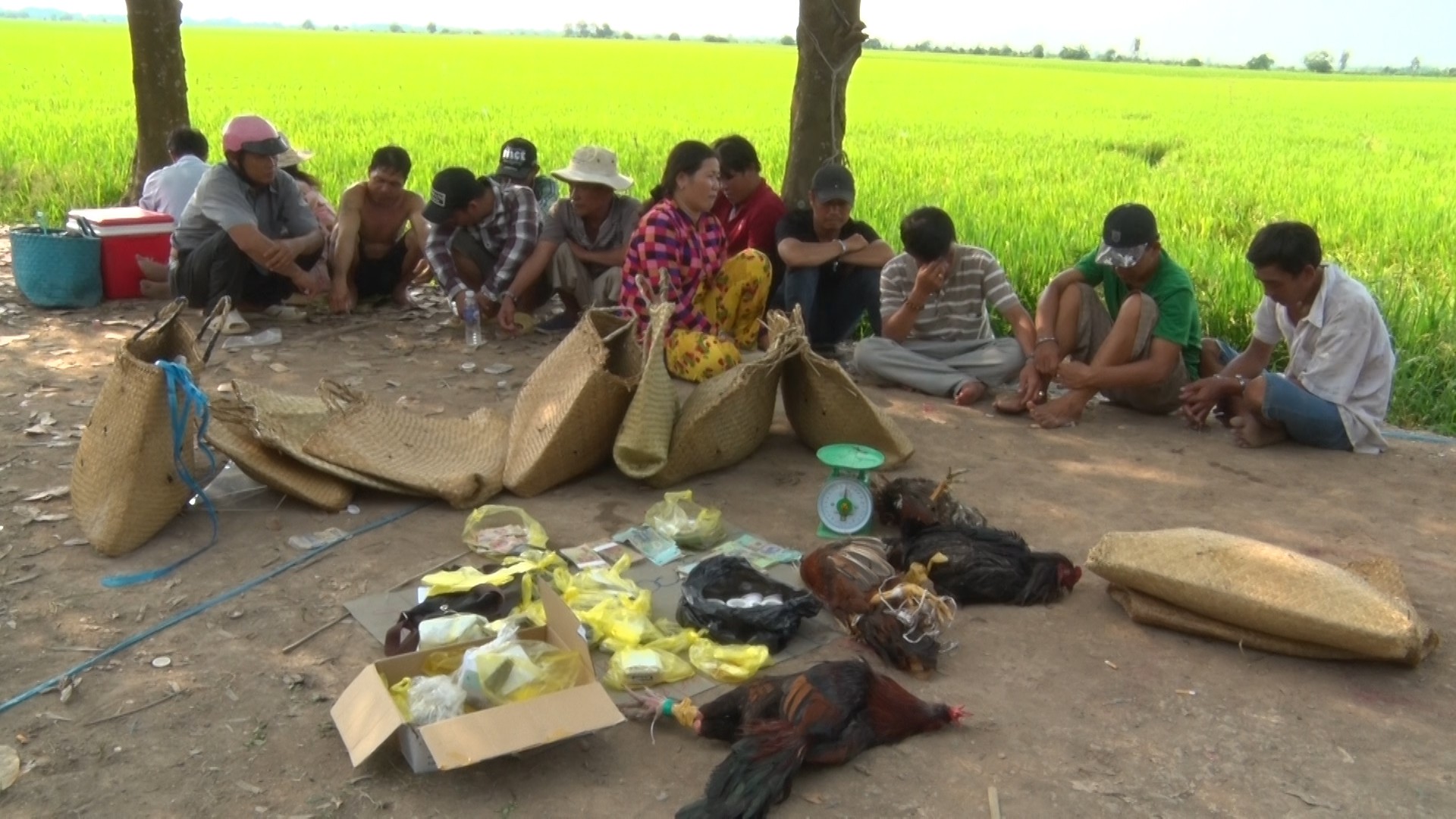 Hốt gọn ổ đá gà bên bờ ruộng trong ngày rằm tháng Giêng