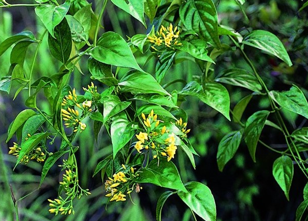 Cưới chồng được 4 ngày, cô gái 18 tuổi vào rừng tự tử