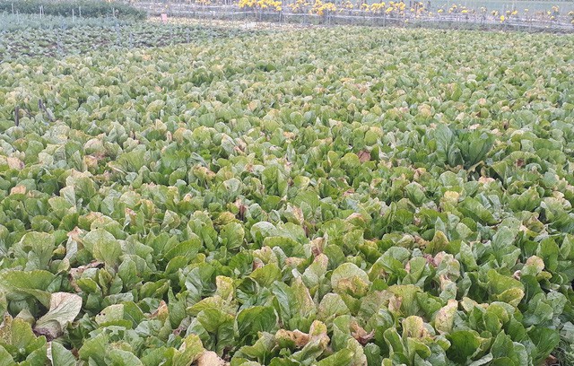 Nông sản rớt giá thê thảm, bán 1kg rau không mua nổi ly trà đá - Ảnh 4.