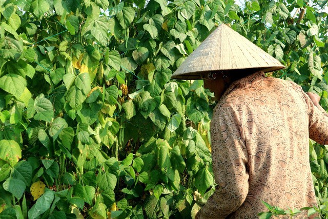 Nông sản rớt giá thê thảm, bán 1kg rau không mua nổi ly trà đá - Ảnh 8.