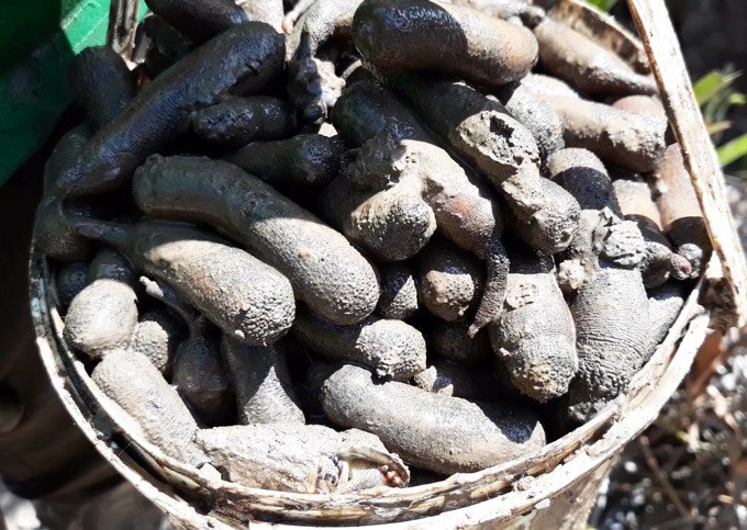 Săn con sâm đất - thần dược viagra hiếm có ở Việt Nam - Ảnh 1.