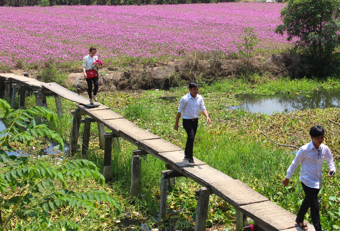 Cận cảnh c&aacute;nh đồng hoa dừa cạn vạn người m&ecirc; ở miền T&acirc;y - Ảnh 2.