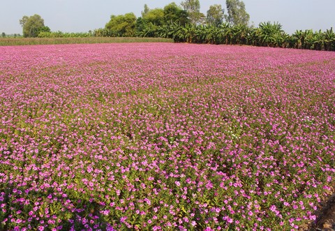 Cận cảnh c&aacute;nh đồng hoa dừa cạn vạn người m&ecirc; ở miền T&acirc;y - Ảnh 11.