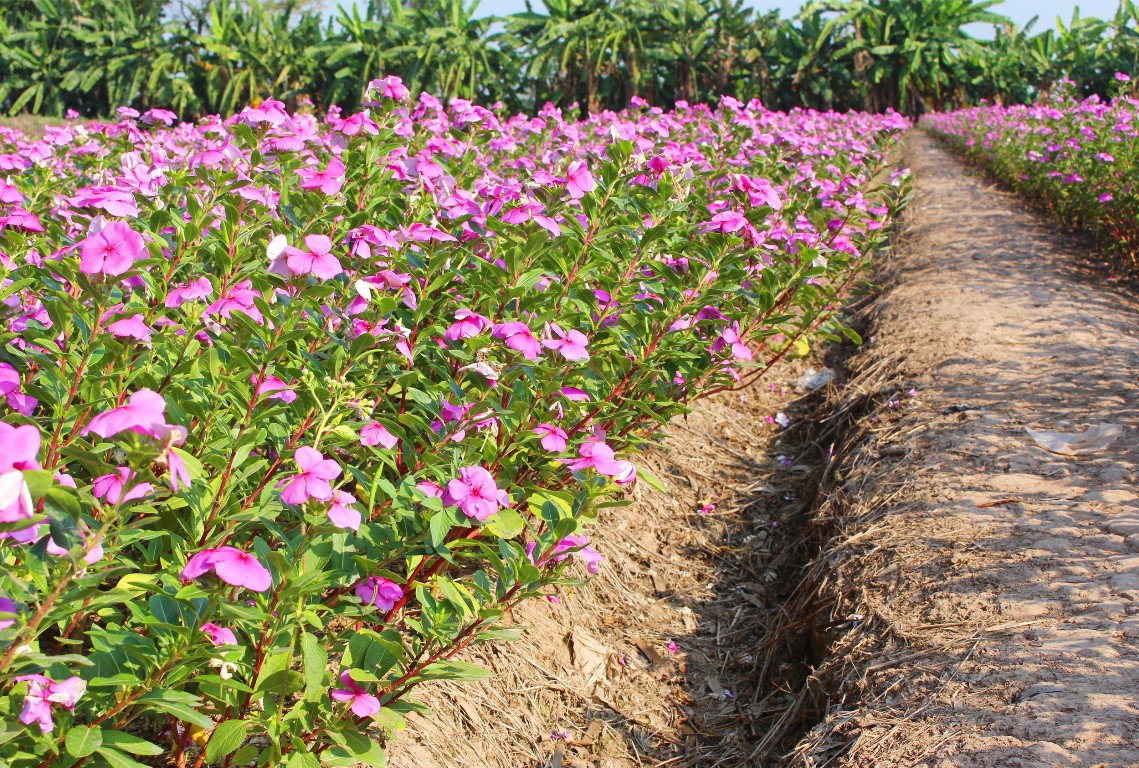 Cận cảnh c&aacute;nh đồng hoa dừa cạn vạn người m&ecirc; ở miền T&acirc;y - Ảnh 9.