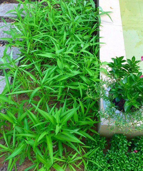 Kh&aacute;m ph&aacute; vườn bốn m&ugrave;a trong biệt thự của Quyền Linh - Ảnh 15.