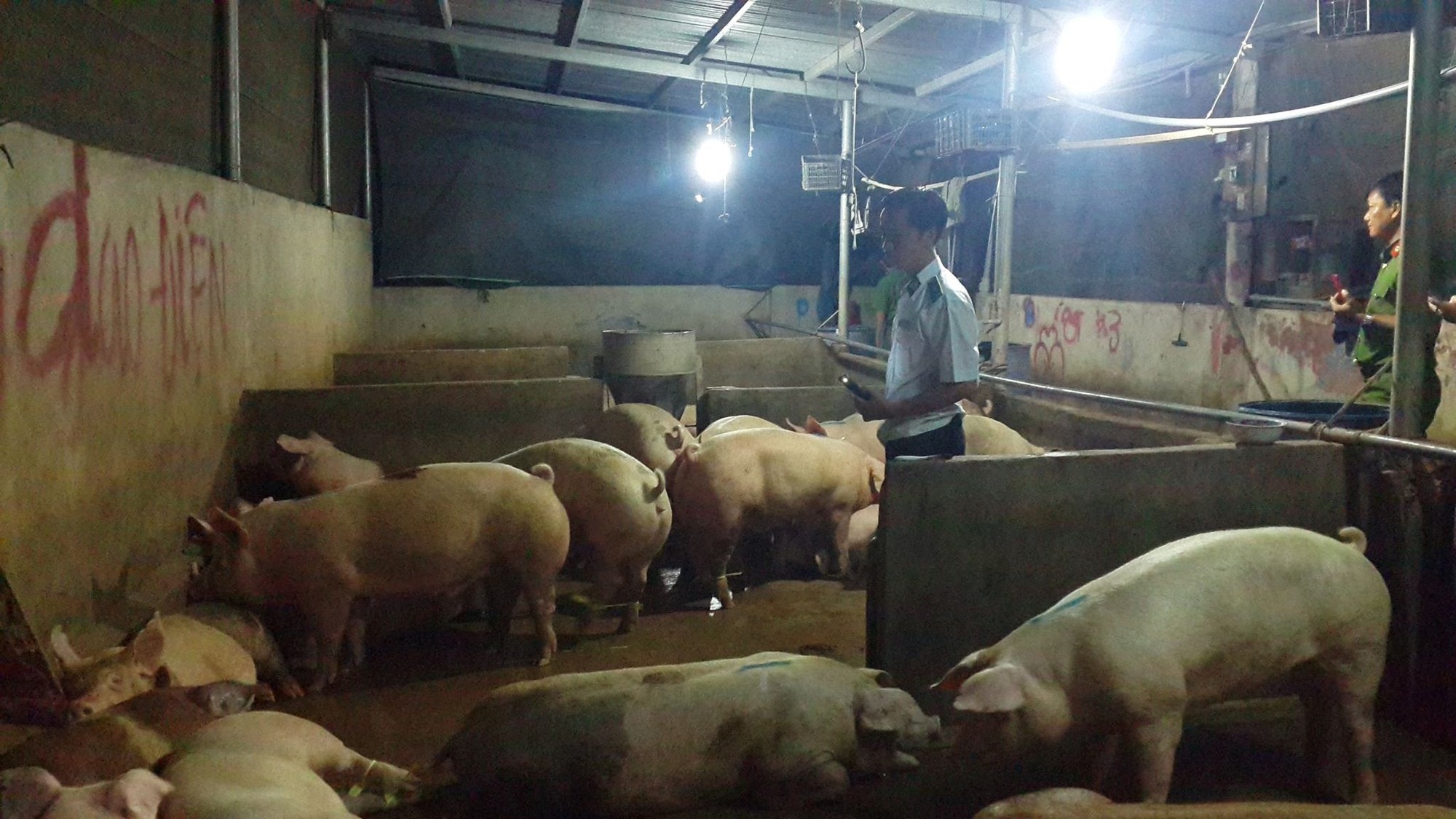 Bộ Công an đột kích 1 cơ sở trung chuyển heo ở Đồng Nai