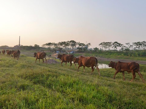 Nghi án anh em thầy giáo chém chết trẻ chăn bò