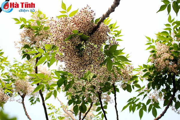 “Hoa xoan lớp lớp rụng vơi đầy” những miền quê Hà Tĩnh - Ảnh 1.
